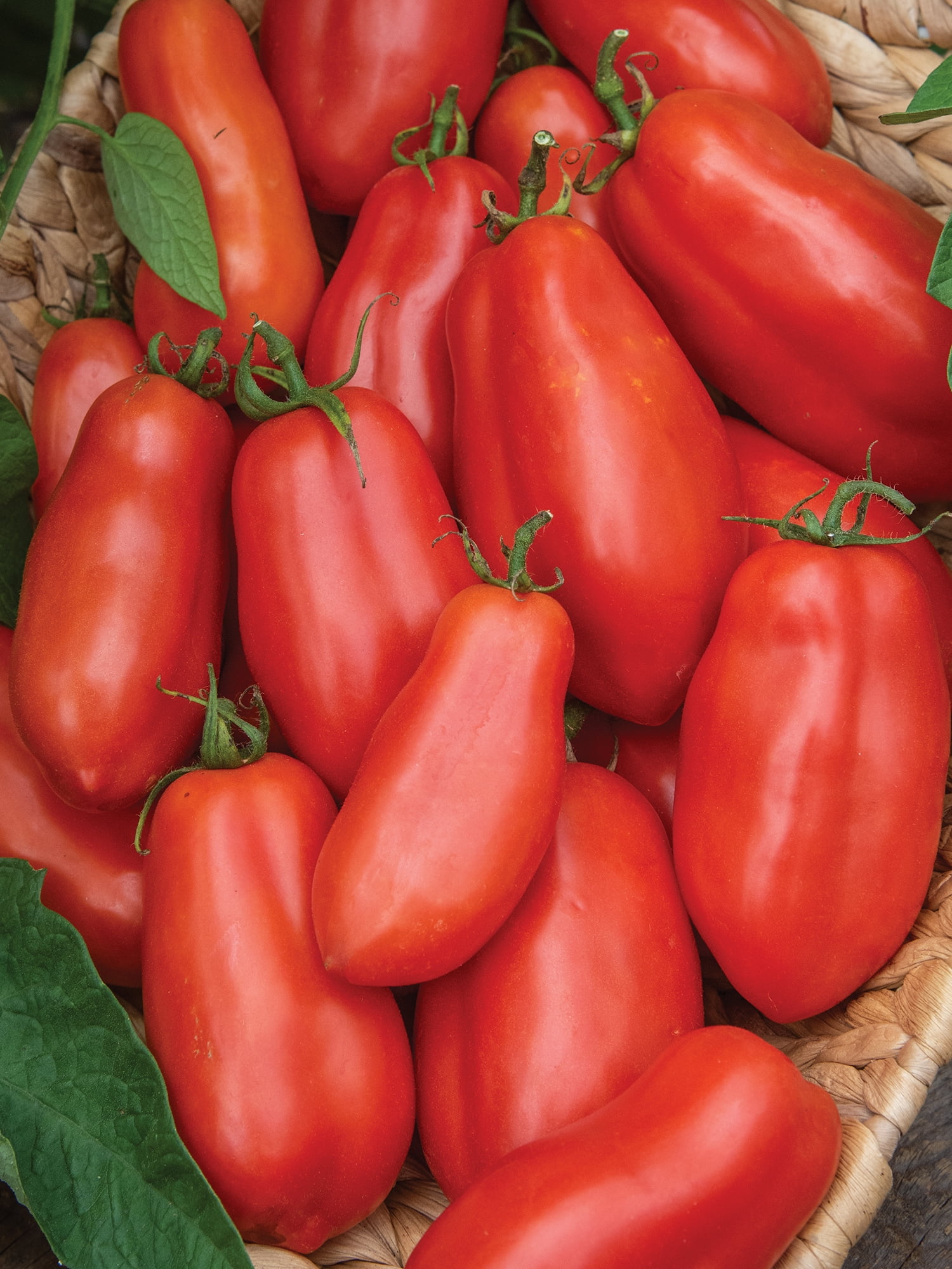 Burpee San Marzano Tomato, Plant Seeds for Home Garden