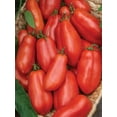 thumbnail image 5 of Burpee San Marzano Annual Tomato Seed, 1-Pack, Full Sun, 5 of 5