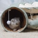 thumbnail image 2 of Túnel Telescópico para Gatos Cama Acolchada Plegable Tipo Extraíble Transpirable Pequeños, 2 of 9