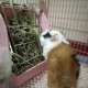 thumbnail image 4 of 26-27 Hay Feeder for Rabbit, Guinea Pigs, Chinchillas, Hamsters, Less Wasted, Hay Rack Guarantees Clean(Pink), 4 of 5