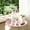 Pink, variant on Elevated Cat Bed Hammock & Dog Cot, Foldable No-Assembly Pet Bed with Mesh for Indoors/Outdoors, Lightweight Raised Cot for Cats & Small Dogs (White)