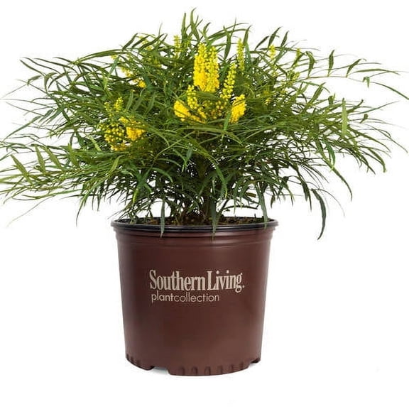 Southern Living Soft Caress Mahonia Live Shrub in 2-Gallon Grower Pot