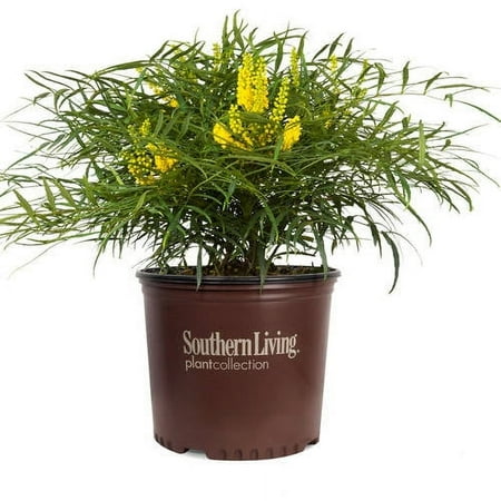Southern Living Soft Caress Mahonia Live Shrub in 2-Gallon Grower Pot