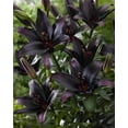 thumbnail image 1 of Bulbes de fleurs Tasc - Lilium Landini, 1 of 2