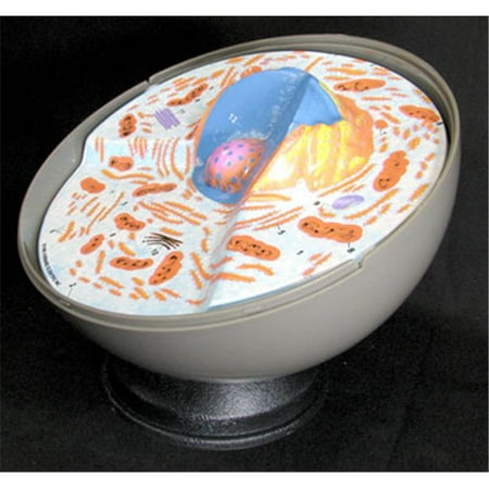 Hubbard Scientific 2055 Animal Cell Model Only Walmart Canada