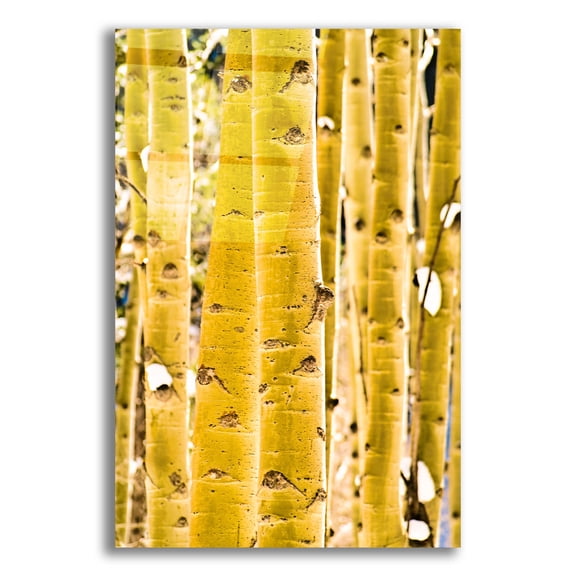 Epic Art 'Aspen Trunks' by Mark A Paulda, Acrylic Glass Wall Art, 12"x16"