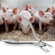 thumbnail image 3 of Fórceps para dientes de cochinillo, pinza portátil antióxido para dientes de cerdo, resistente y duradero para cerdos de ganado de granja Fugacal CW04515, 3 of 4