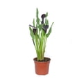 thumbnail image 2 of Planta cala varios colores 1 pza, 2 of 4