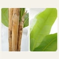 thumbnail image 3 of 6.2FT/6.9FT Tall Artificial Banana Tree Fake Banana Tree With 10 Large Leaves And Natural Bark Greenery Potted Plant For Home, 3 of 9