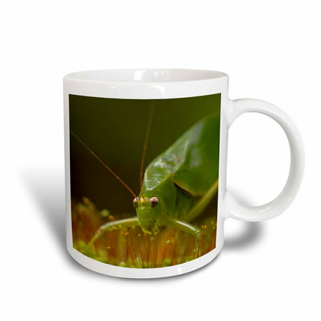 3dRose Katydid, orthopteran, in cloud forest, Costa Rica, Ceramic Mug,