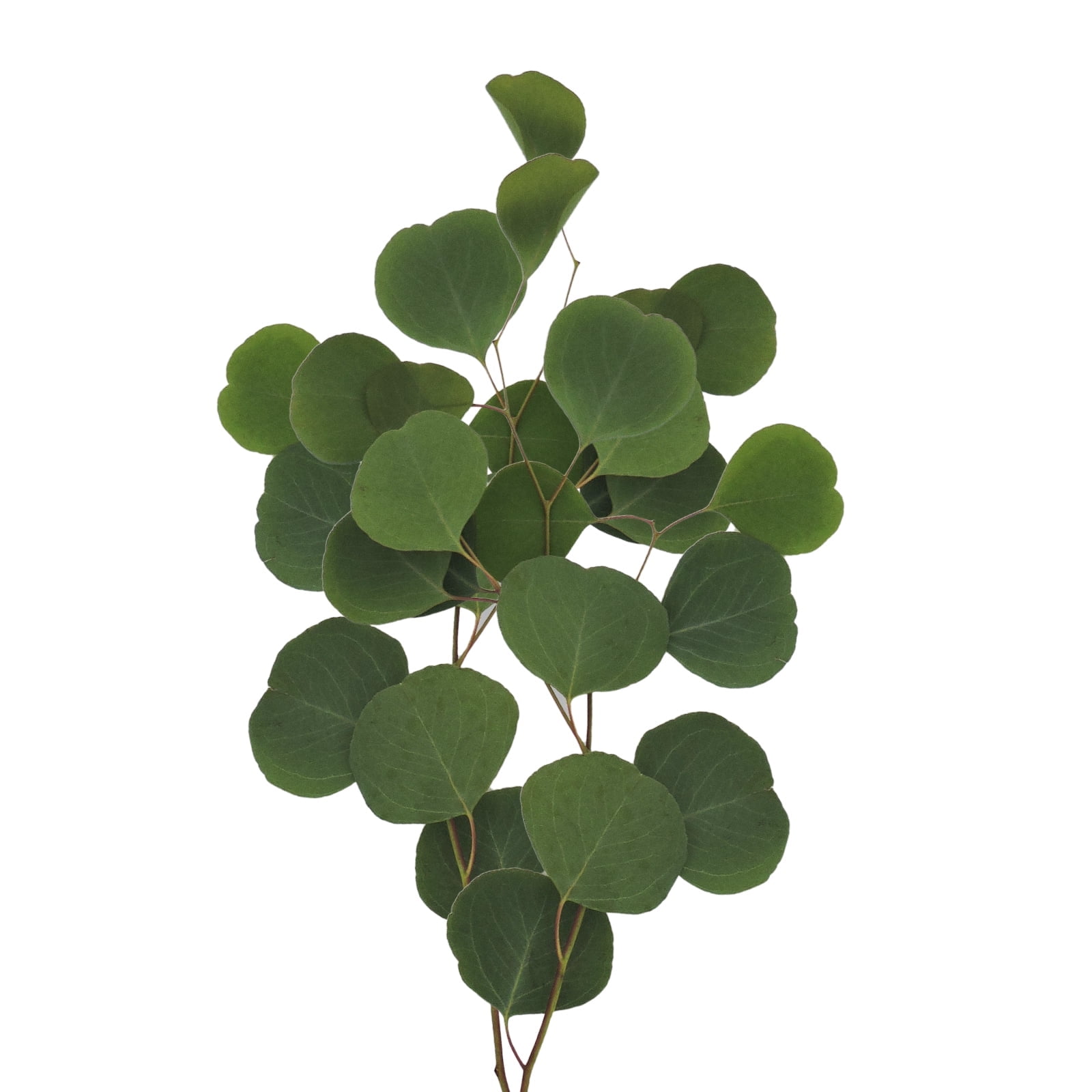 Bloomigmore, Farm Direct Fresh Cut Flowers , Silver Dollar Eucalyptus - 40 Stems
