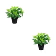 thumbnail image 3 of Plantas sin olor Yuarrent Bonsai en maceta decorativas, 3 of 6