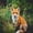 Black Mustard, variant on Erosebridal Fox Queen Sheets, Dark Botanical Queen Sheet Sets, 4 Pieces 1 Flat Sheet 1 Fitted Sheet and 2 Pillowcases
