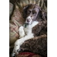 thumbnail image 2 of Paulson, Don 23x32 Black Ornate Wood Framed with Double Matting Museum Art Print Titled - Washington English springer spaniel on couch, 2 of 4