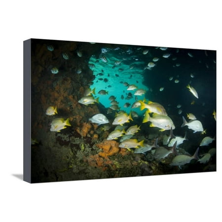Schoolmaster Snappers, Mangrove Snappers, Sergeant Major Fish and Other Tropical Fish, Bahamas Stretched Canvas Print Wall Art By James (Best Way To Catch Mangrove Snapper)