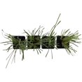 thumbnail image 6 of 4 Live Lomandra Longifolia Plants – Hardy & Versatile Ornamental Grass in 2.5” Nursery Cubes – Drought-Tolerant & Ideal for Borders, Ground Cover, and Erosion Control, 6 of 9