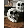 thumbnail image 2 of 3-Pack of Large Skulls, 2 of 4
