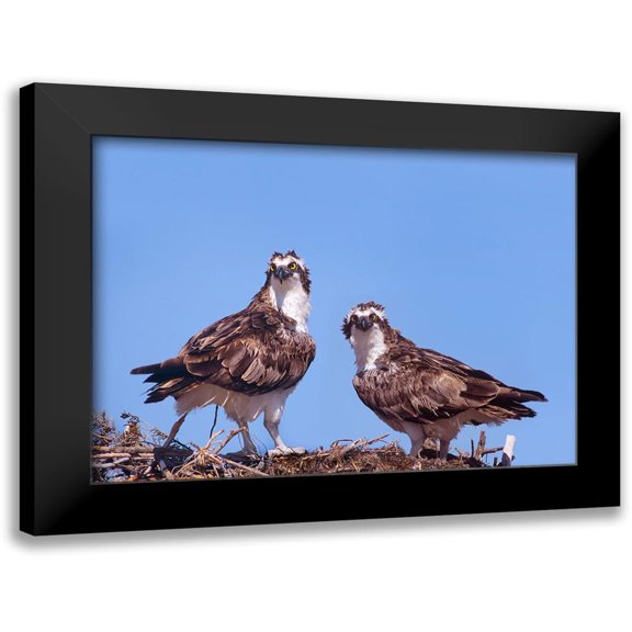 Fitzharris, Tim 14x11 Black Modern Framed Museum Art Print Titled - Ospreys on Nest