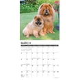 thumbnail image 3 of Chow Chows 2025 Wall Calendar, 3 of 5