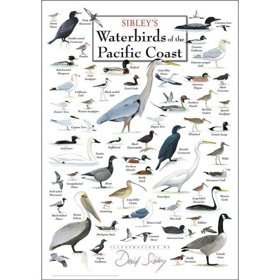 Sibley's Waterbirds Of The Pacific Coast - Poster Student Animal Poster Birthday Gift Children's Room Poster Bedroom Decor Office Decor Gifts