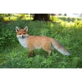 thumbnail image 2 of Hi-Line Gifts Walking Fox Outdoor Garden Statue - 30.75", 2 of 5