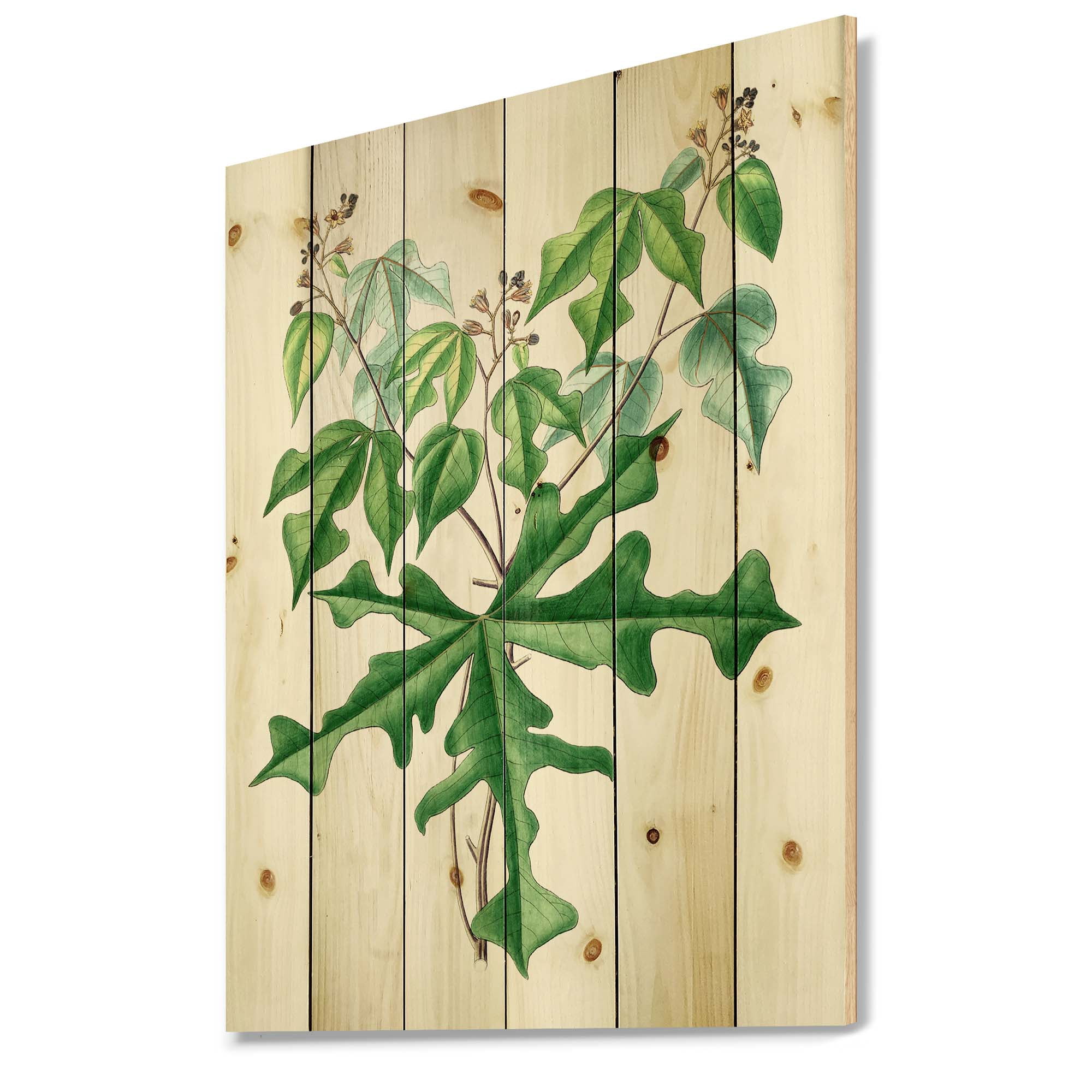 Designart 'Ancient Drawing of Wild Plants' Traditional Print on Natural Pine Wood