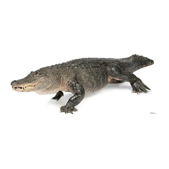 Advanced Graphics 1482 American Alligator - 31" x 75" Cardboard Standup