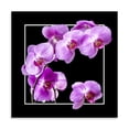 thumbnail image 2 of Gango Home Decor Orchids on Black IV by Alan Hausenflock (Printed on Paper); One 24x24in Fine Art Paper Giclee Print, 2 of 4