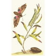 thumbnail image 3 of George Shaw 16x24 Black Modern Framed Museum Art Print Titled - Eyed Hawk-Moth (1789-1813), 3 of 5