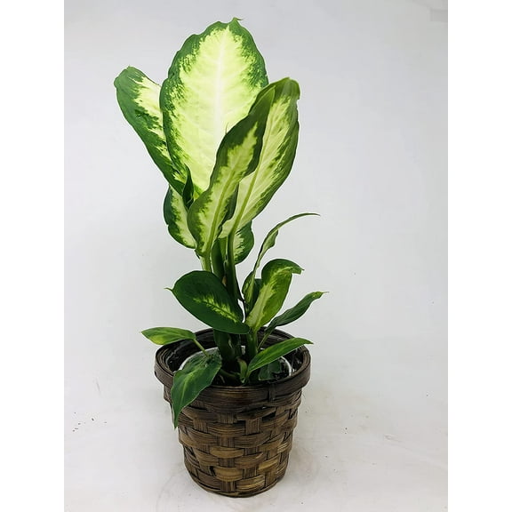 Splash Dieffenbachia Plant 4" Pot with Basket Pot