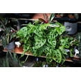 thumbnail image 6 of Gardenera Labs Premium Swiss Cheese Plant Potting Mix - 20 QT - Monstera Deliciosa Blend for Optimal Nutrients and Drainage for Healthy Growth - (4 Bags of 5 Quart), 6 of 6