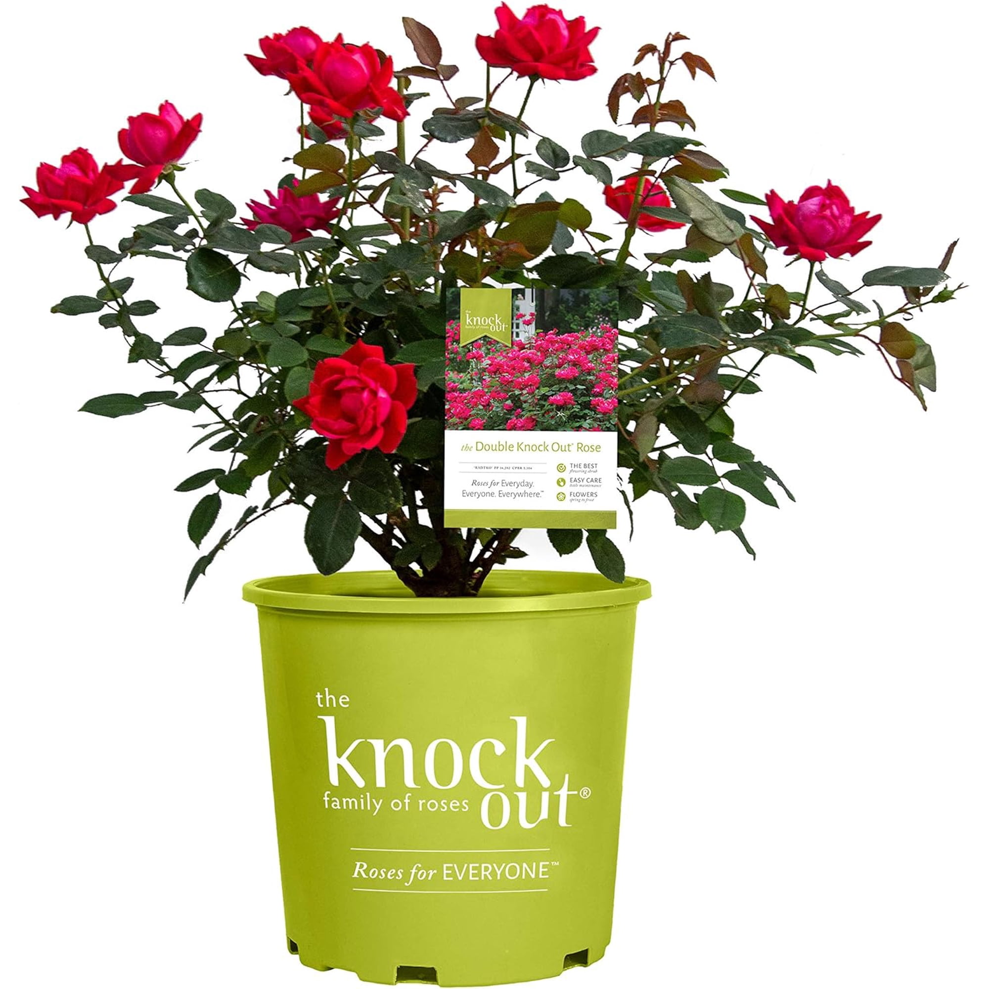 Double Knock Out 1G Rose Deciduous Flowering Live Plants Full Sun Red
