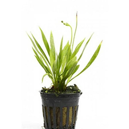 - Potted Narrow Leaf Sword Aquarium Live Plant