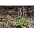 thumbnail image 6 of 30 Purple LOCOWEED CRAZYWEED Oxytropis Lambertii Native Flower Seeds, 6 of 11