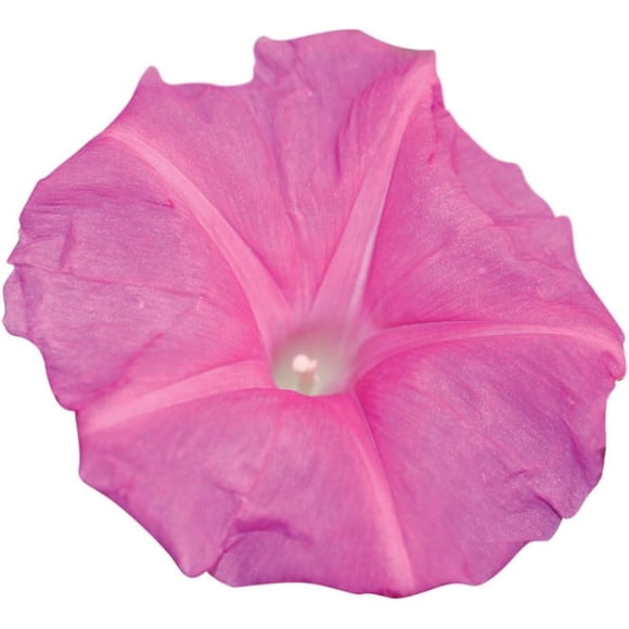 HJADGG 40 Candy Pink Morning Glory Seeds – Climbing Vine with Vibrant Blooms for Trellises, Fences & Pollinator-Friendly Gardens