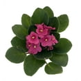 thumbnail image 2 of Optimara African Violet - 4" Pot - Best Blooming Violet in the World!, 2 of 4