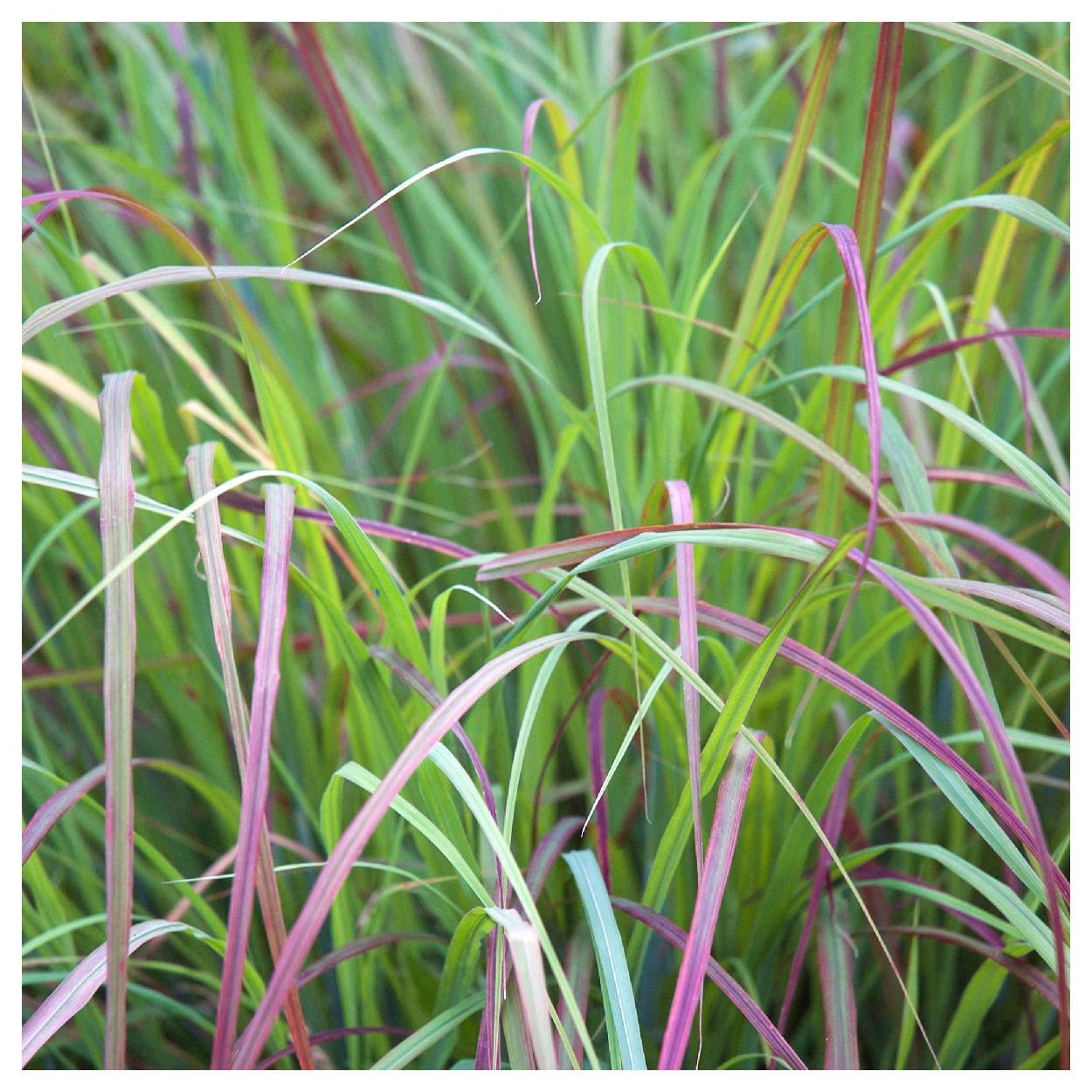 Everwilde Farms - 1 lb Little Bluestem Native Grass Seeds - Gold Vault Bulk Seed Packet