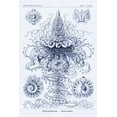 thumbnail image 2 of Haeckel, Ernst 17x24 Black Ornate Wood Framed with Double Matting Museum Art Print Titled - Haeckel Nature Illustrations: Tubularida - Tubularians - Dark Blue Tint, 2 of 4