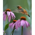 thumbnail image 2 of Fitzharris, Tim 26x31 Gold Ornate Wood Framed with Double Matting Museum Art Print Titled - Rufous Hummingbird among purple Cornflowers, 2 of 4
