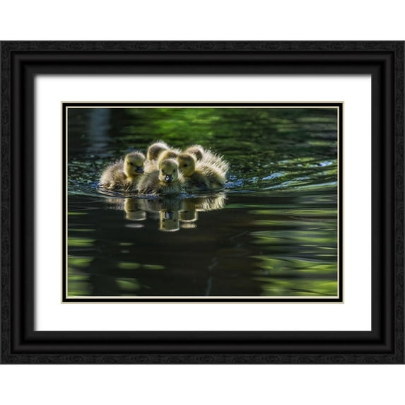 Tian, Xiaobing 32x24 Black Ornate Wood Framed with Double Matting Museum Art Print Titled - Cute Baby Canada Geese