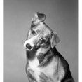 thumbnail image 2 of Portrait of dog Poster Print (18 x 24), 2 of 4