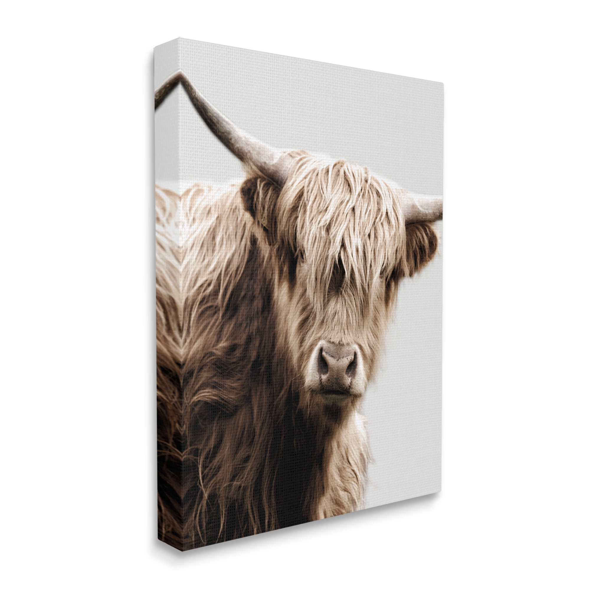Stupell Industries Wooly Cattle Portrait Animals & Insects Photography Gallery Wrapped Canvas Art Print Wall Art, 16 x 20