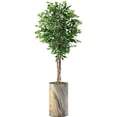 thumbnail image 4 of Artificial Tree in Modern Contemporary Planter, Fake Ficus Silk Tree for Indoor and Outdoor Home Decoration - 66" Overall Tall (Plant Pot Plus Tree), 4 of 5