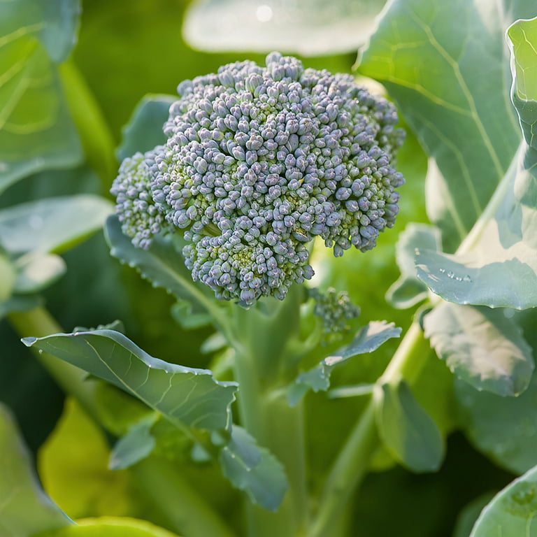 Bonnie Plants Green Magic Broccoli, Live Plant, 4.5 in. - Walmart.com