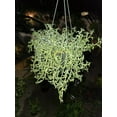 thumbnail image 4 of 6 inch pot- Curio Radicans very hardy easy care- Succulent hanging plant - Get Similar To Picture, 4 of 7