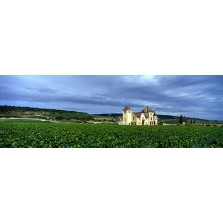 Grand Cru Vineyard Burgundy France Canvas Art - Panoramic Images (18 x