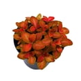 thumbnail image 6 of Red Fittonia Albivenis Nerve Plant, 4 inch, Silver Net Leaf, Mosaic Jewel Creeping Indoor Plant verschaffeltii, 6 of 7