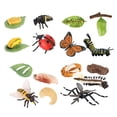 thumbnail image 1 of MERIGLARE Life Cycle Learning Toys Cognitive Preschool for Party Daycare Presentations D, 1 of 9