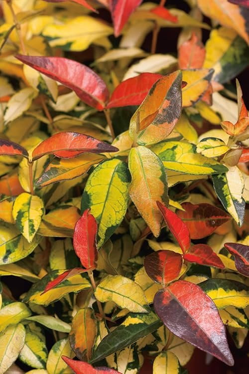 Summer Sunset Jasmine I 5 Live 4 Inch Pots I Trachelospermum Asiaticum I Vibrant Orange-Red Blooms for Sunny Gardens, Easy-to-Grow, Drought-Resistant, Ideal for Patios and Landscaping