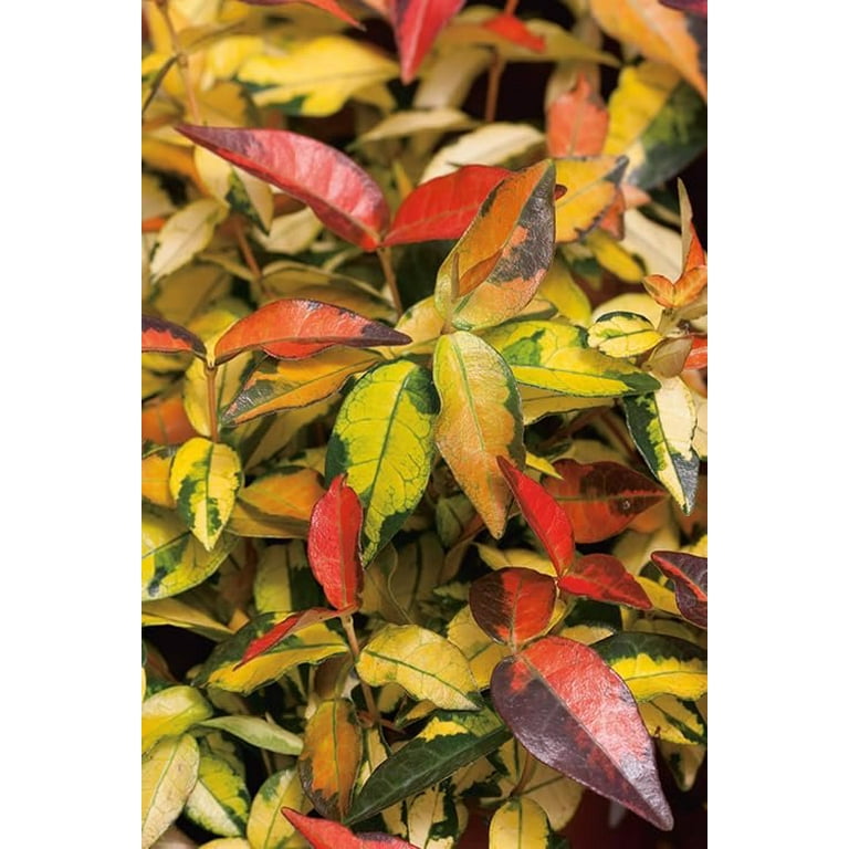 Summer Sunset Jasmine I 1 Large Gallon Size Plant I